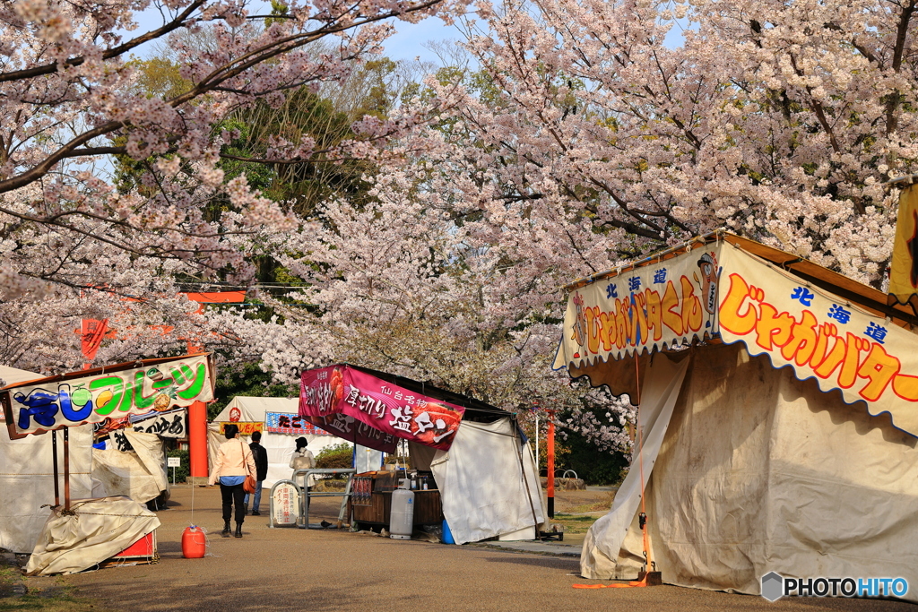 桜と屋台