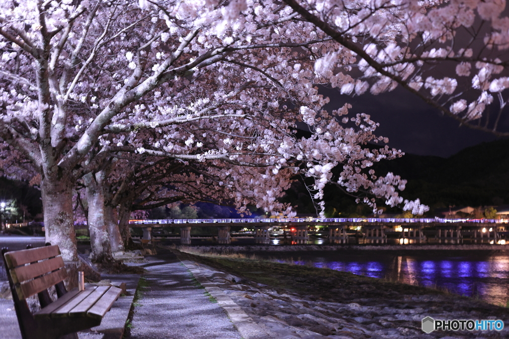 夜桜と渡月橋