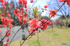 京都御所で見る花