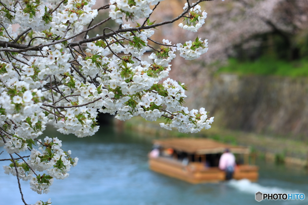 お花を眺めながら