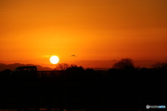 昇る朝陽と飛ぶ鳥