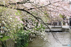 桜と高瀬川