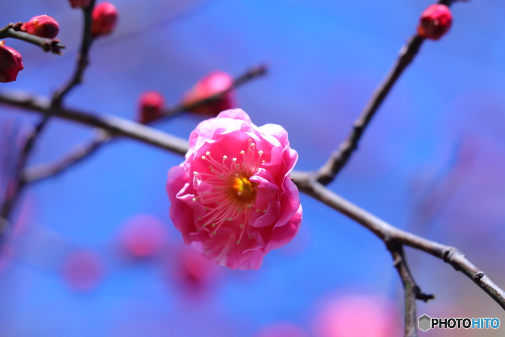 梅のお花咲いたよ