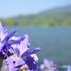 お花とお池