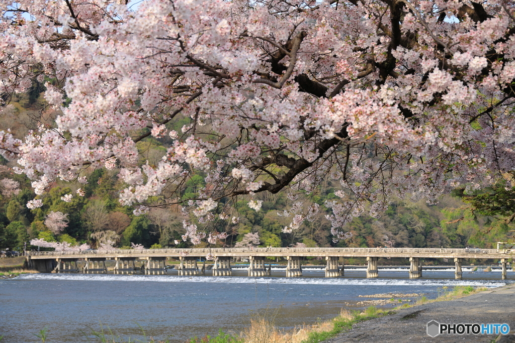 桜と渡月橋を眺める #2