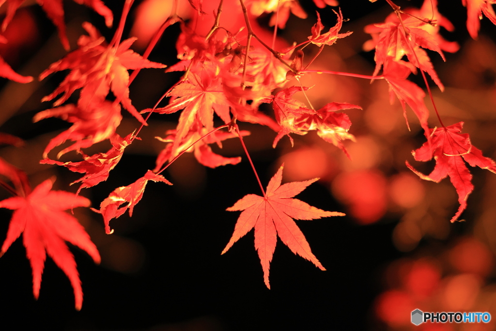 夜空に浮かび上がる紅葉