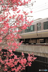 梅の花を眺めながら