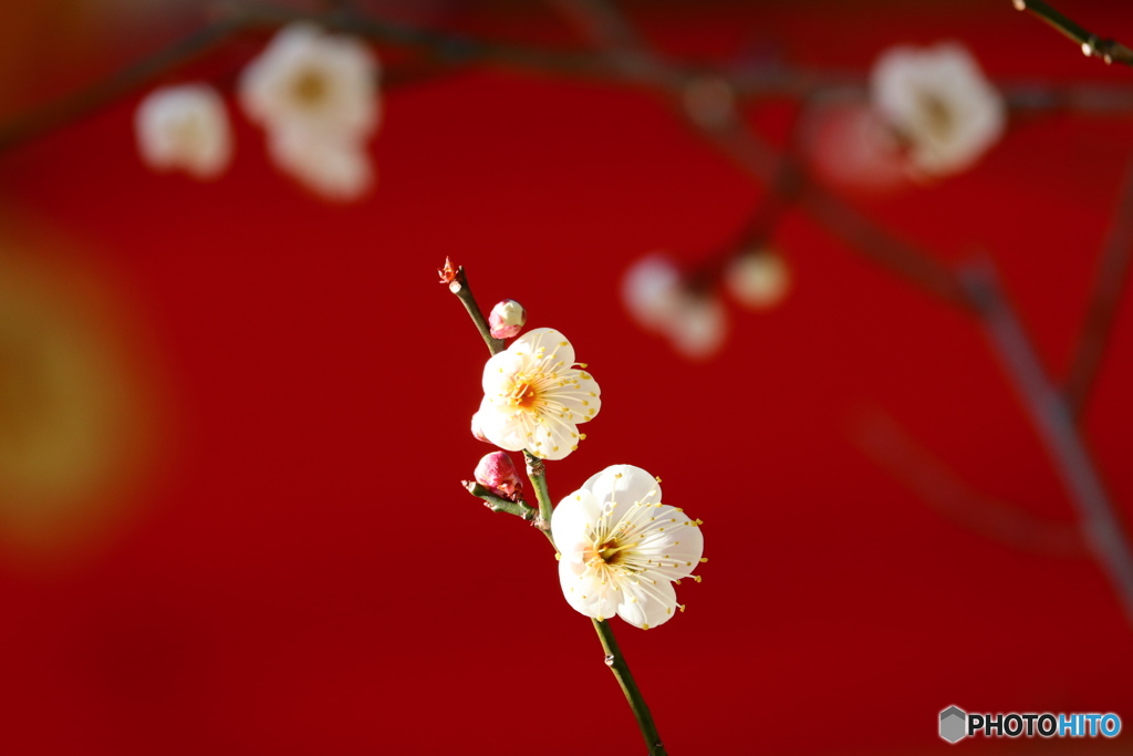 白梅