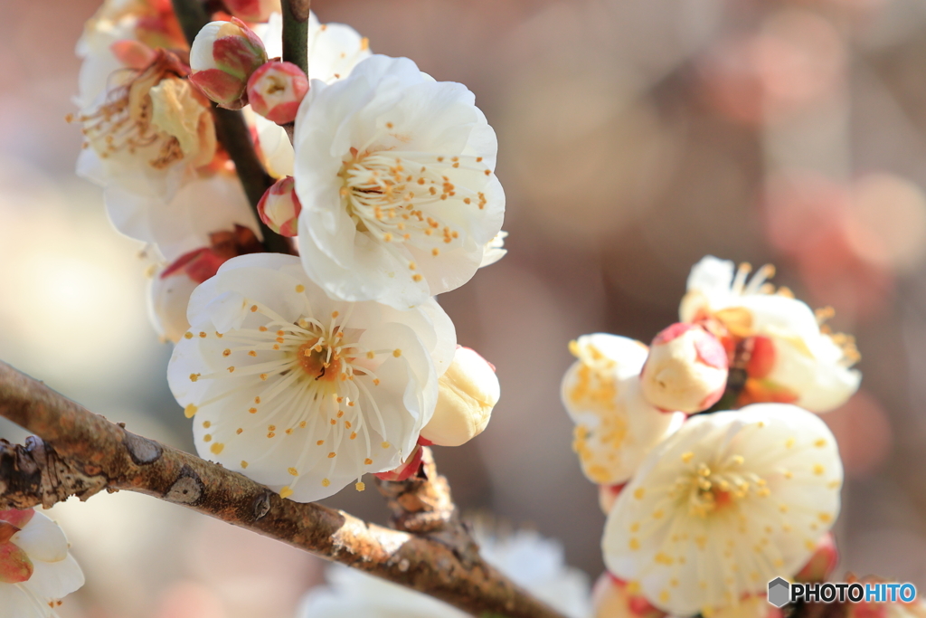 白い梅の花