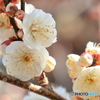 白い梅の花