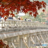 紅葉と渡月橋