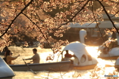 夕陽に照らされる井の頭池