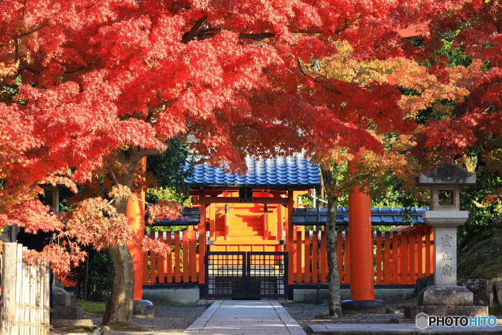 紅葉に彩られて