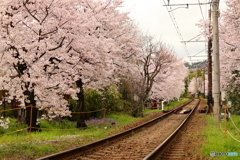 嵐電・桜のトンネル 列車が走ってないVer