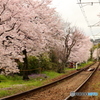 嵐電・桜のトンネル 列車が走ってないVer