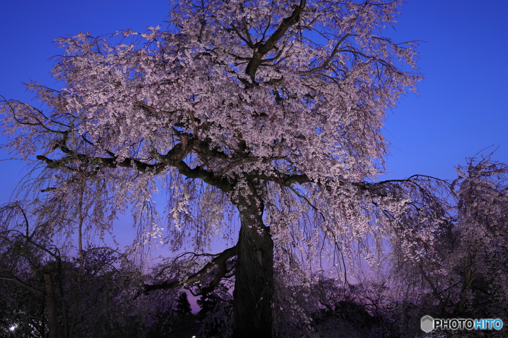夜桜