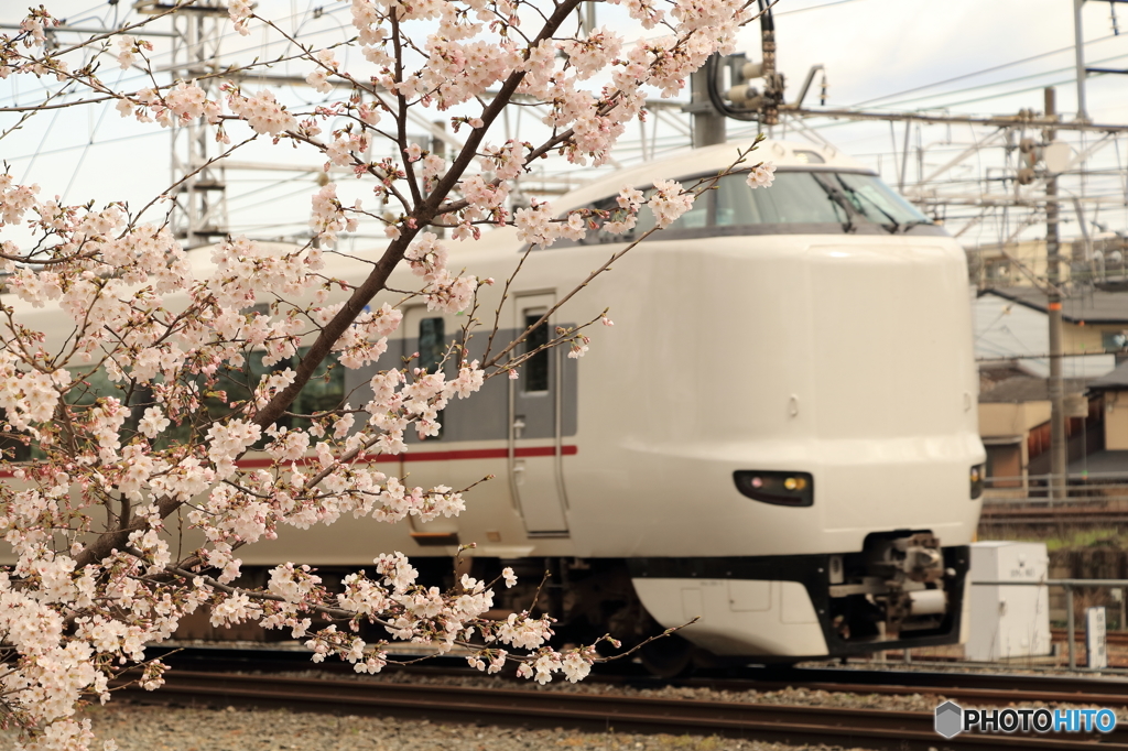 桜と特急