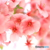 春ですね