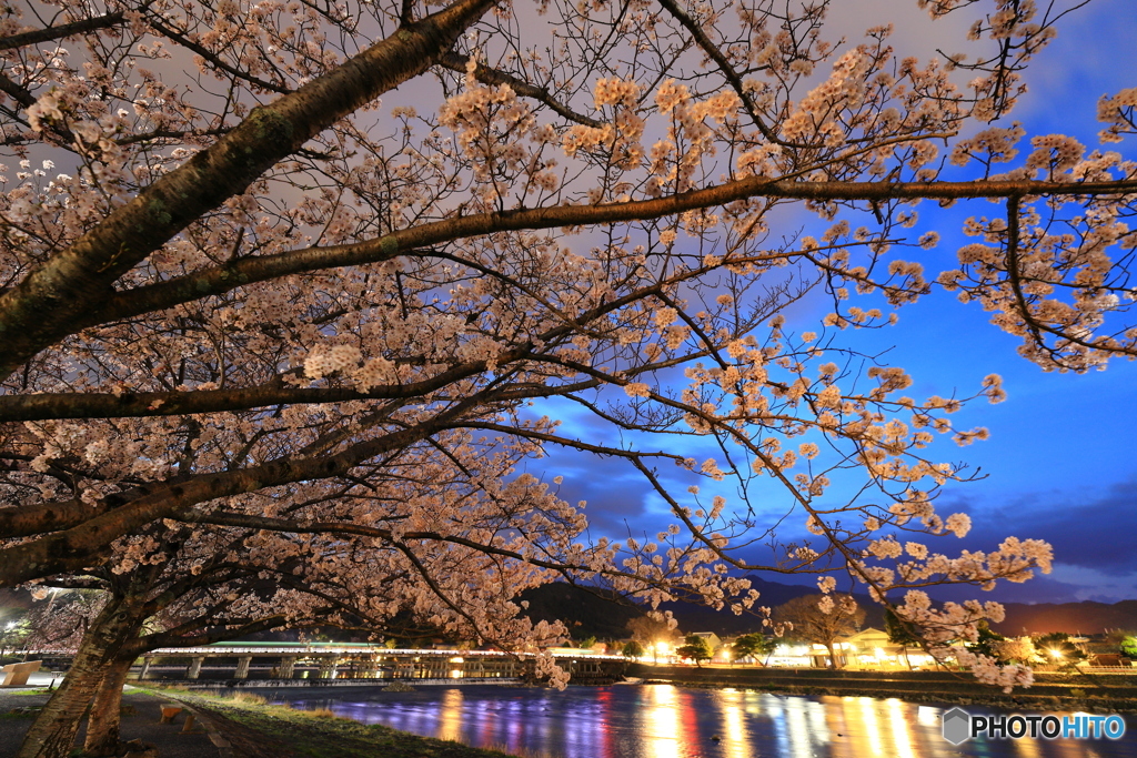 嵐山の夜桜