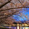 嵐山の夜桜