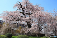 しだれ桜