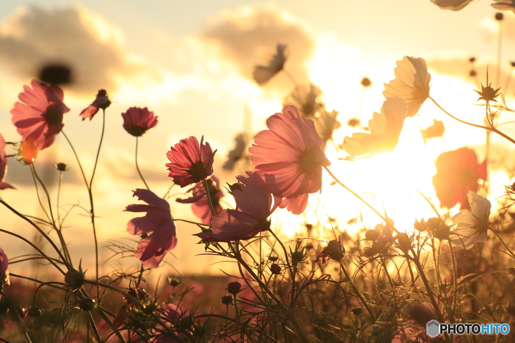 夕暮れ秋桜