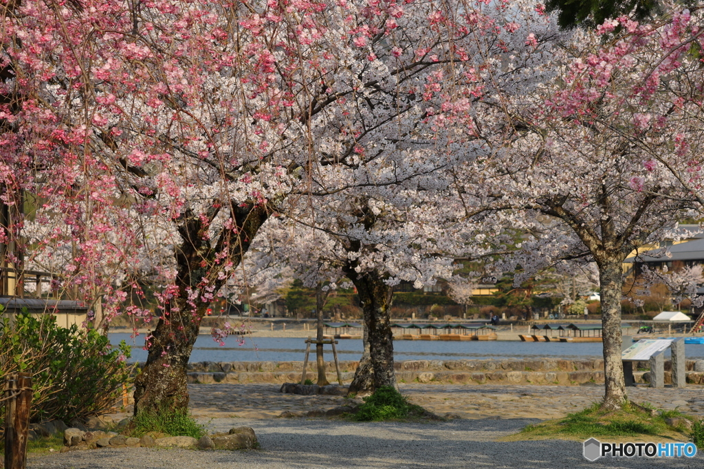 川が見える桜のある公園