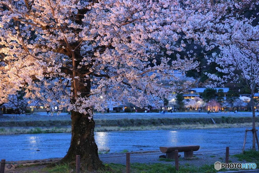 夕方の川沿いの桜