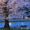 夕方の川沿いの桜