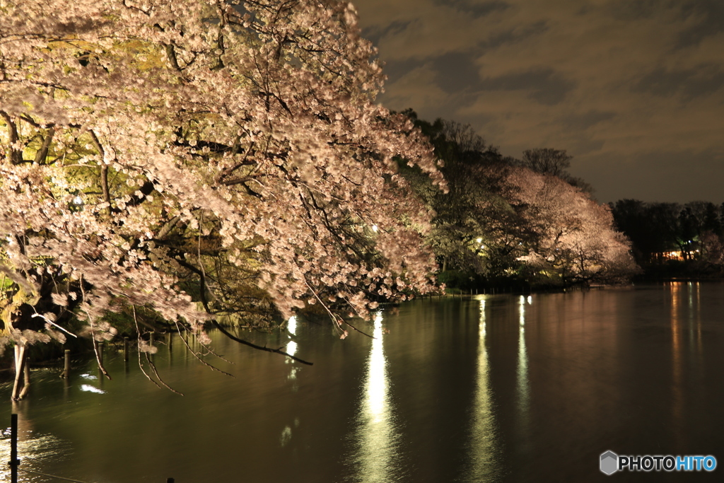 桜ライトアップ