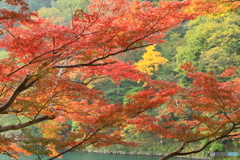 散歩道の紅葉
