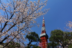 タワー麓に桜咲く
