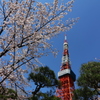 タワー麓に桜咲く