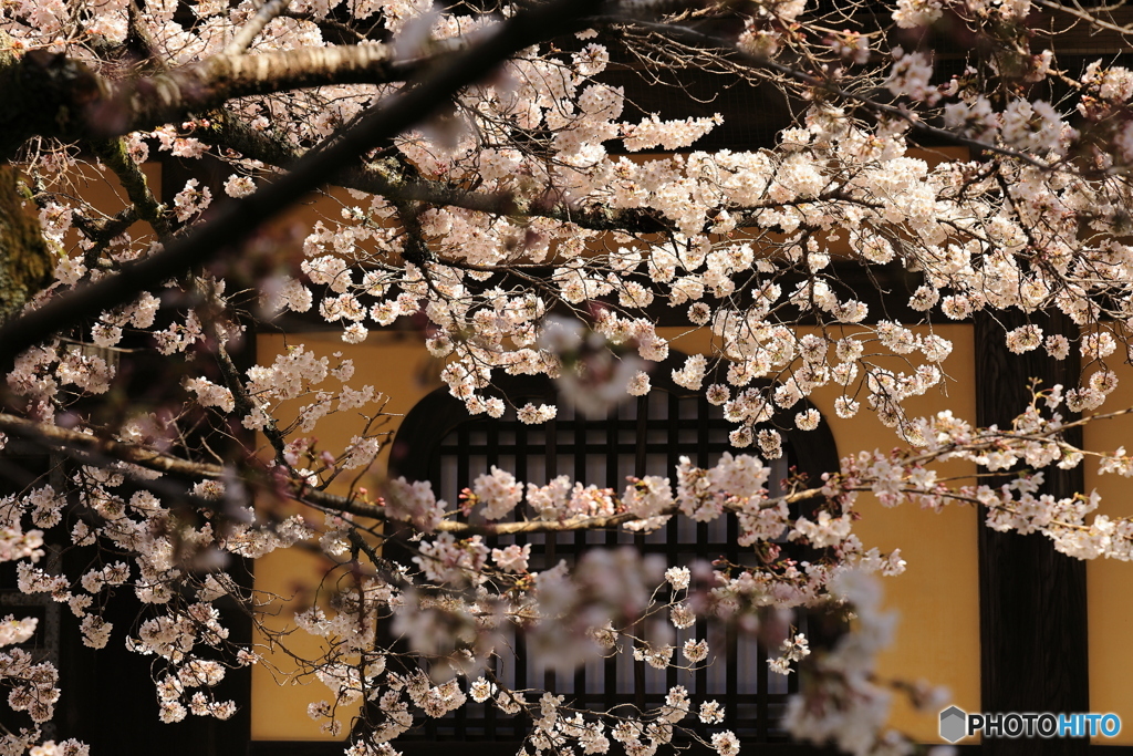 桜満開