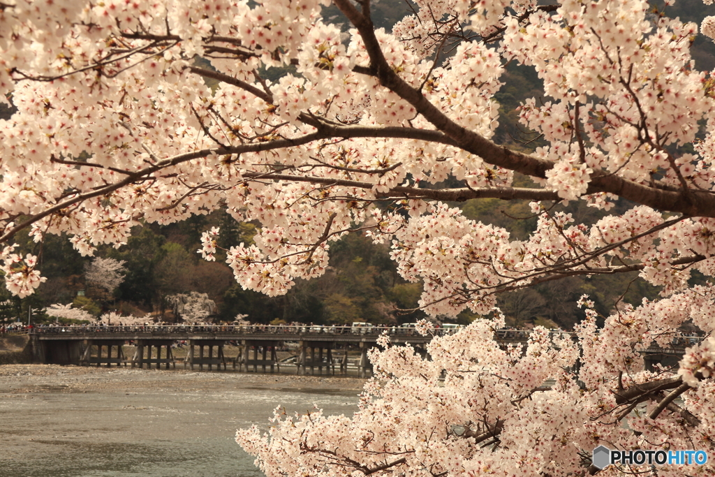 桜満開の嵐山