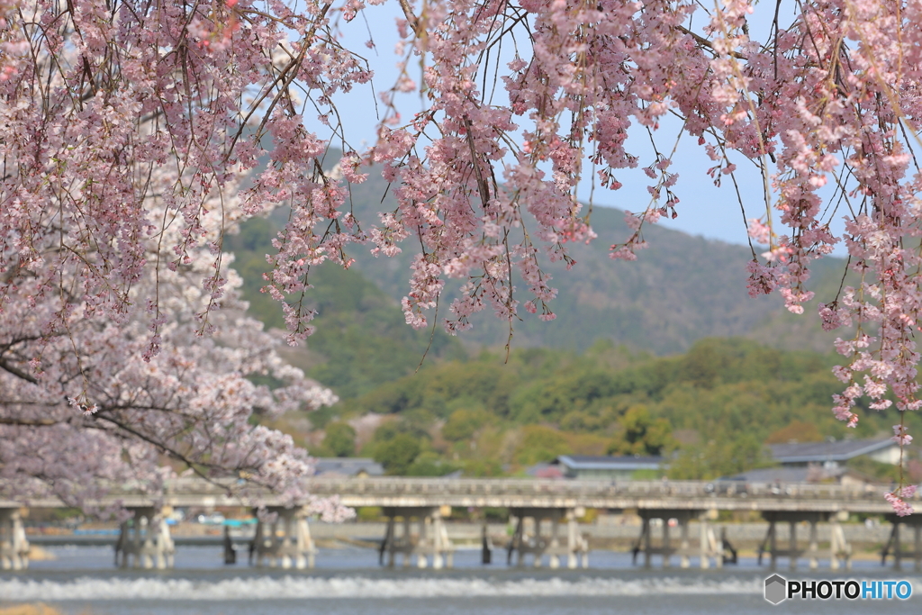 しだれ桜と渡月橋