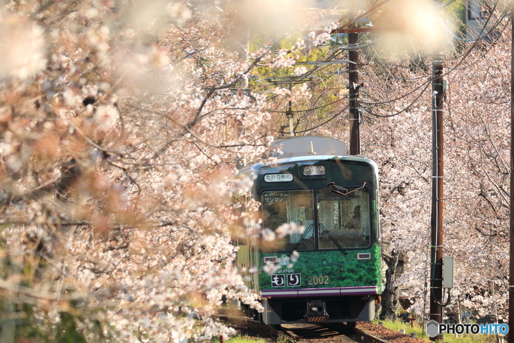 嵐電 桜のトンネル