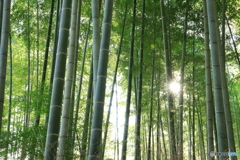 光り輝く竹