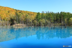 快晴の青い池