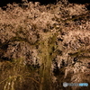 ライトアップされた夜桜