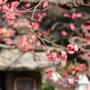 梅垂らり