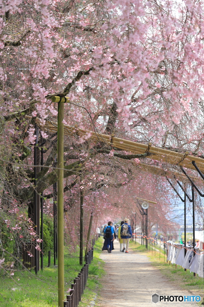 5分咲きの桜のトンネル