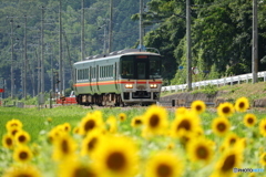 ひまわり畑と列車-1