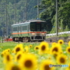 ひまわり畑と列車-1