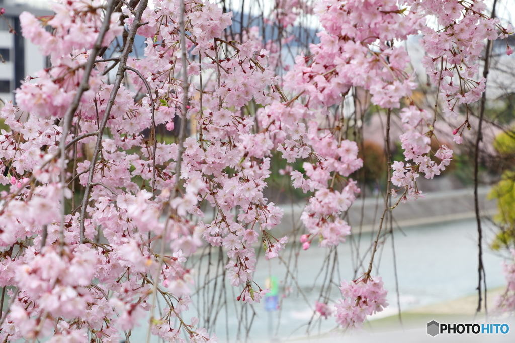 三条大橋袂から眺めた桜と鴨川