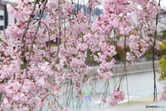 三条大橋袂から眺めた桜と鴨川