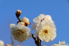 いや～恥ずかしい(^^)