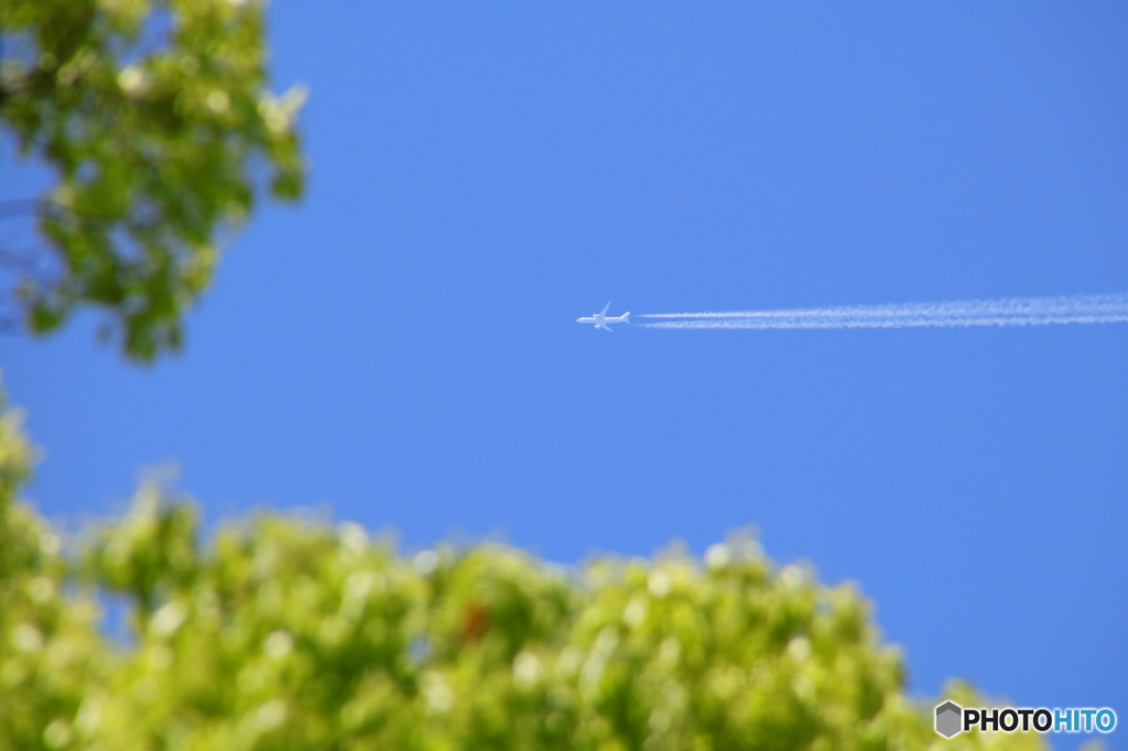 新緑の青空に飛ぶ飛行機