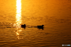 朝陽を浴びながら優雅に泳ぐ鳥さん達
