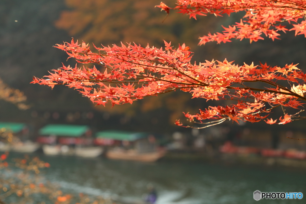 紅葉と屋形船